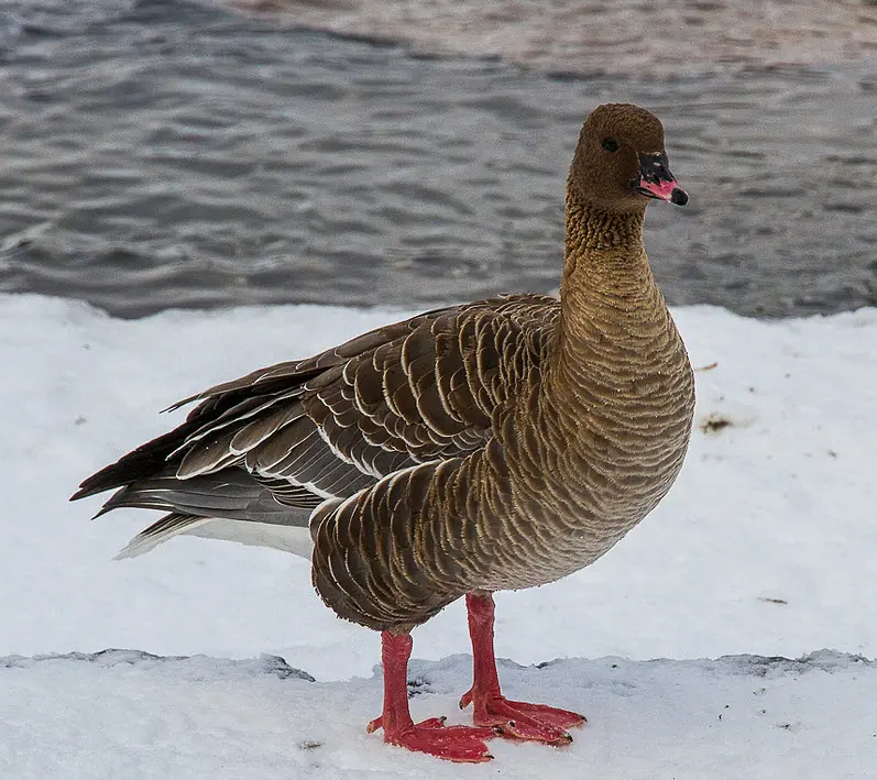 Kortnebbgås. Den står på en snødekt innsjø. Beina er rosa, i samme farge som midten av nebbet.