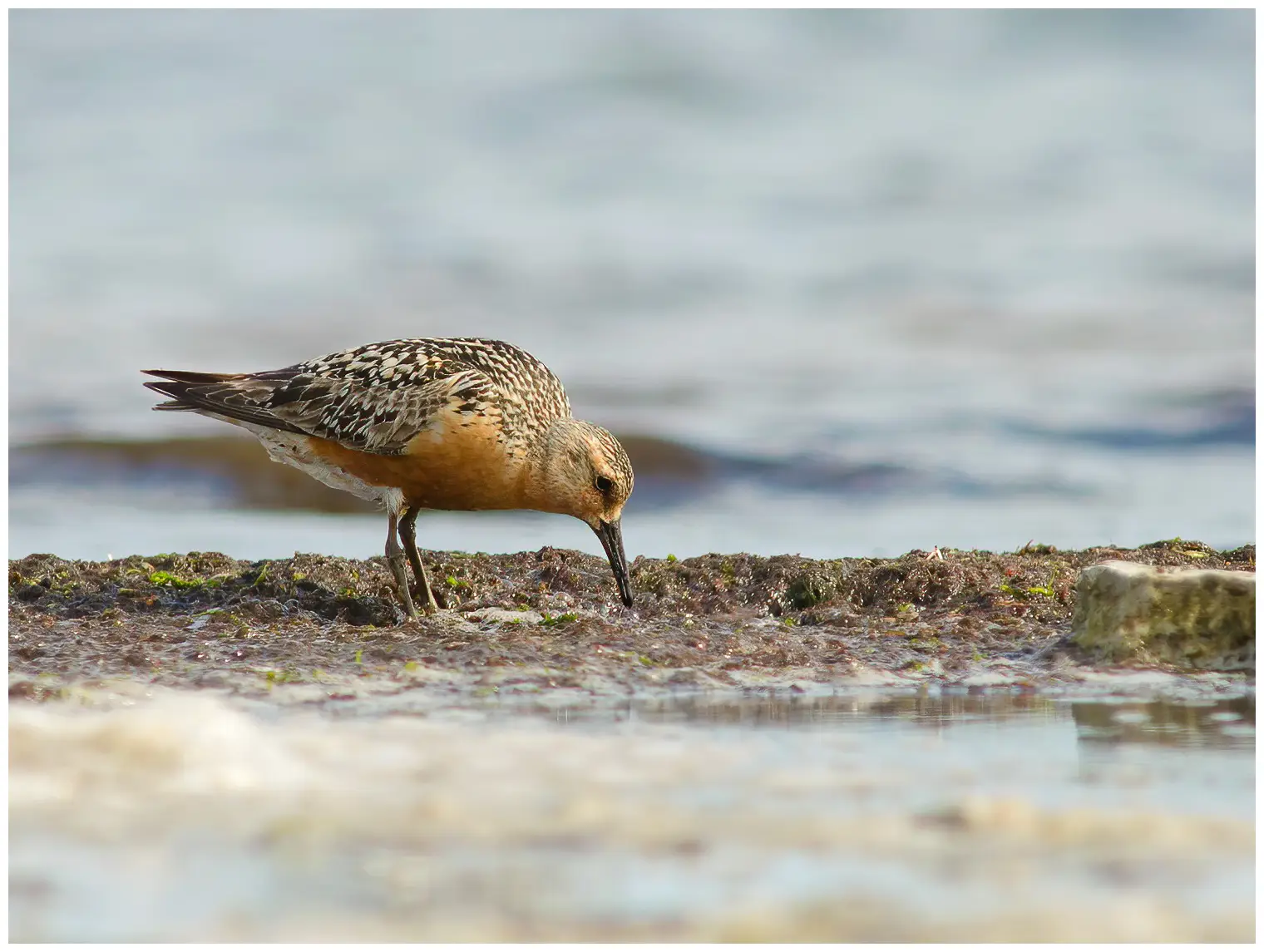 Polarsnipe