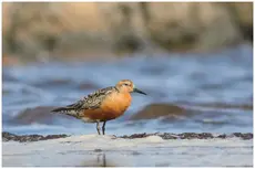 Polarsnipe