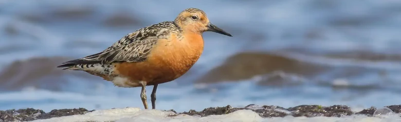 Polarsnipe