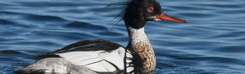 Siland. Foto fra siden, slik at de piggete fjærene på hodet, det røde øyet og den svart/hvite fjærdrakten er synlige.