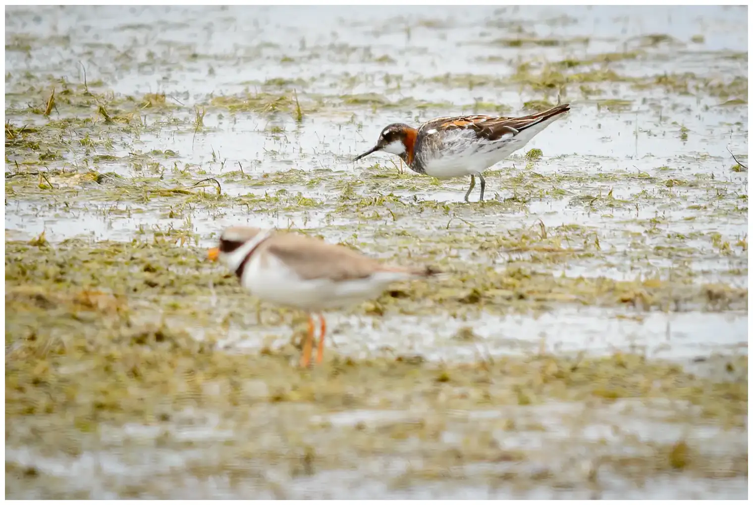 Svømmesnipe