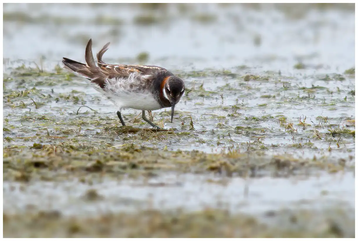 Svømmesnipe