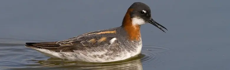 Svømmesnipe