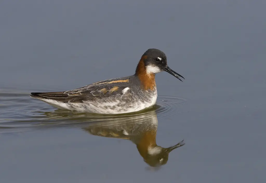Svømmesnipe