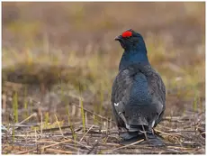 Orrfugl