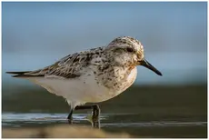 Sandløper