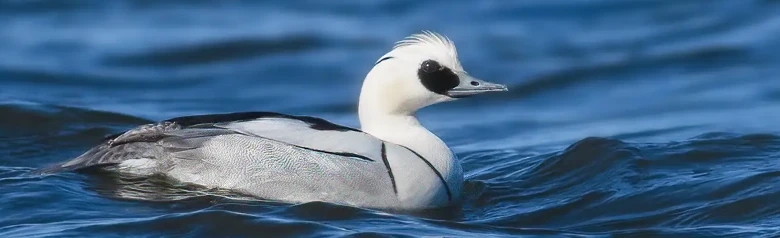 Lappfiskand. Hannen er i den praktfulle fjærdrakten, som bæres fra oktober til mai, hvit med en svart flekk ved øyet og på halsen.