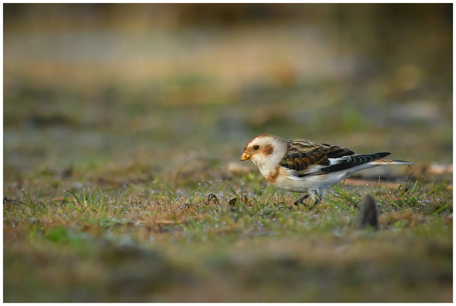 Snøspurv
