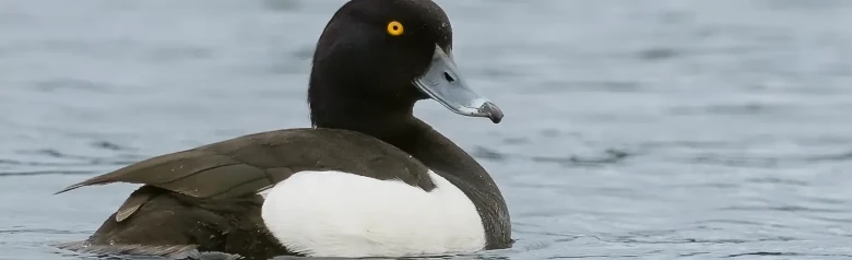 En toppand stirrer rett inn i kameraet med sine gule øyne.