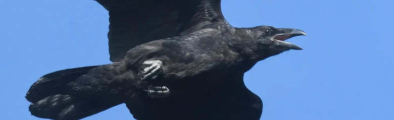 Ravn. Her flyr den mot en blå himmelbakgrunn. Stor fugl med et meget kraftig nebb og kileformet hale.