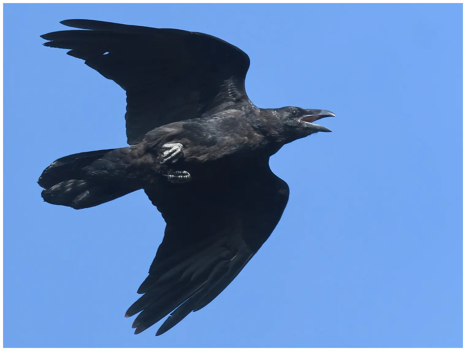 Ravn. Her flyr den mot en blå himmelbakgrunn. Stor fugl med et meget kraftig nebb og kileformet hale.