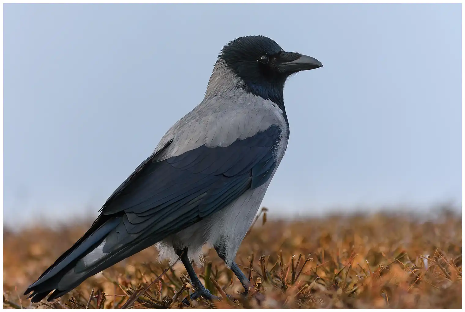 Kråke