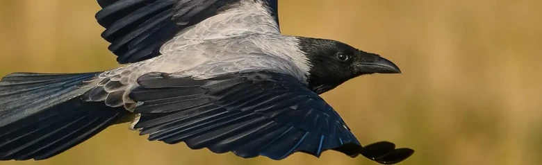 Kråke. Flygende, med gress i bakgrunnen. Fuglen er for det meste grå, men har svarte vinger, ansikt og bryst.