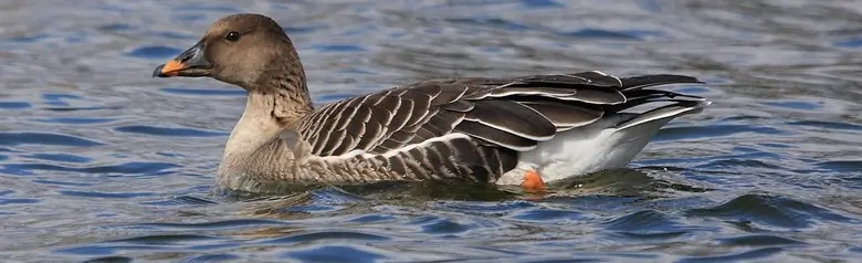 Sædgås. Ligger på vannet. Beina er oransje, og det samme er nebbet, som også har svarte tegninger.