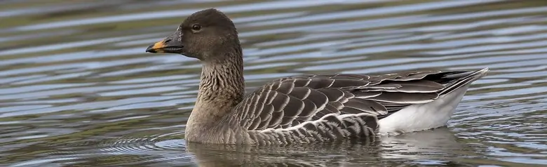 Tundrasædgås. En liten brun gås med brunt nebb og en oransje flekk.
