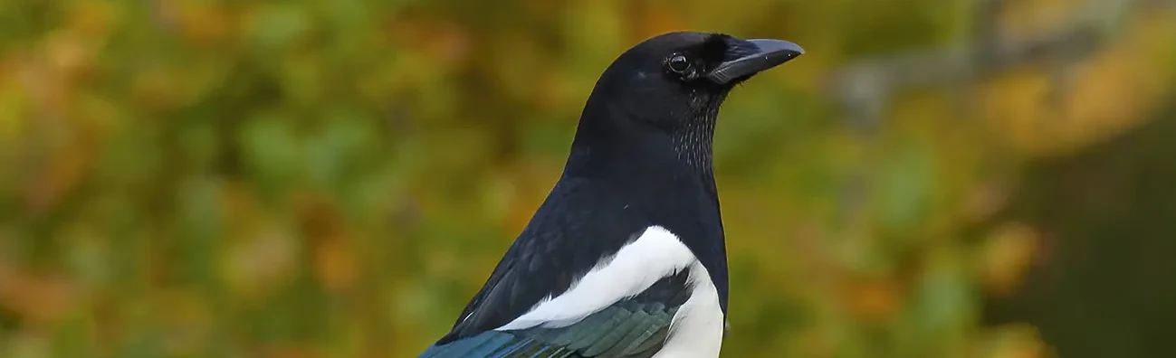 Skjære. Svart og hvit fjærdrakt med metallglans på vingene og på den svært lange halen, som den ofte slår med.