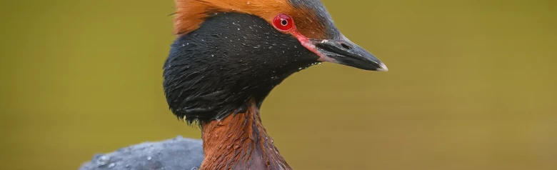 Horndykker. Oransje pyntefjær på hodet, svart krage og helt røde øyne.