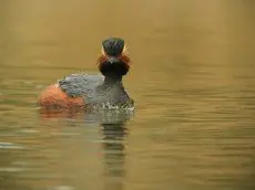 Svarthalsdykker