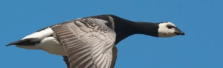 En flygende hvitkinngås med tydelige svarte og hvite farger. Vingene peker nedover.