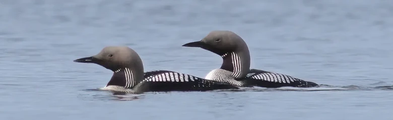 Storlom. To fugler på vannet. Har en lang, tykk hals, som ofte holdes i en S-kurve. Hvite firkanter på ryggen og på et svart felt på halsen.