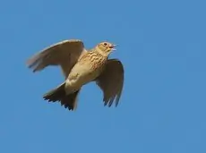 Sanglerke