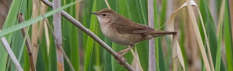 Sumpsanger. Her sitter den i en sivskog. Brun fjærdrakt og lysere underside.