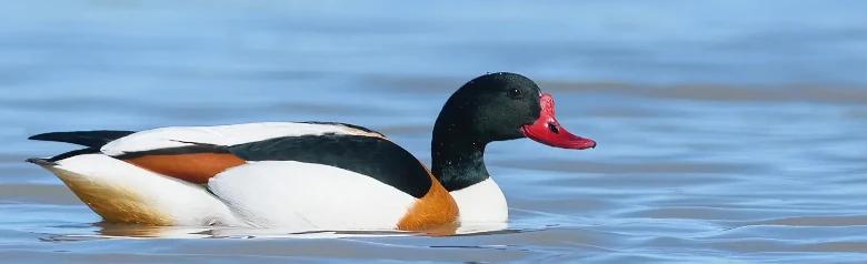 Gravand. En stor and med rødt nebb og svart hode. Brune tegninger i den ellers svarte og hvite fuglen.