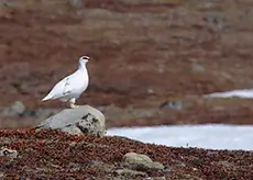 Fjellrype
