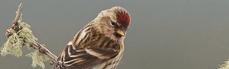 Brunsisik. Sittende på mosegrodd gren. Sett bakfra. Tydelig rød flekk i pannen.