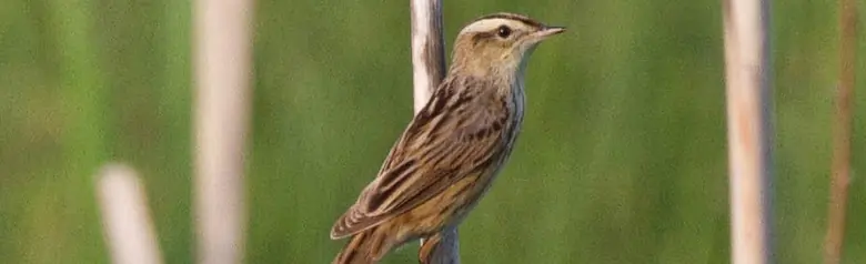 Vannsanger. Her sitter den på en loddrett gren. Den har en gul stripe på hodet og svarte striper på vingene.
