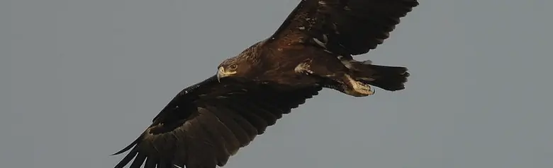 Storskrikørn. Her ses den svevende mot en grå himmel. Mørk fjærdrakt, med fjærene på undersiden av vingene som er mørkere brune enn flyvefjærene.