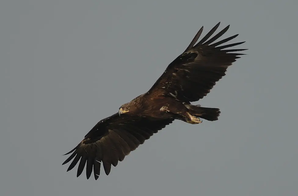 Storskrikørn. Her ses den svevende mot en grå himmel. Mørk fjærdrakt, med fjærene på undersiden av vingene som er mørkere brune enn flyvefjærene.