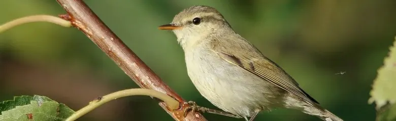 Østsanger. Her sitter den på en gren. Har et tynt, lyst vingebånd. Den grå fargen på oversiden har et grønnlig skjær.