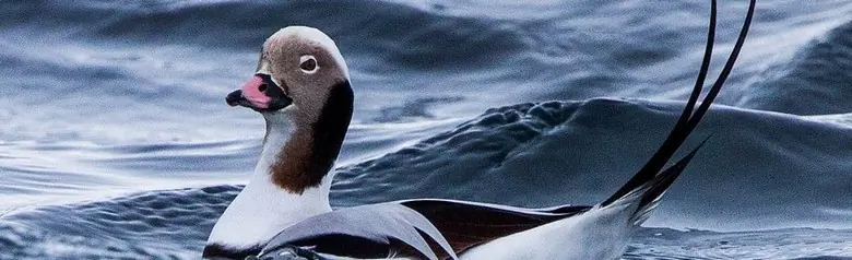 En havelle ligger i vannet omgitt av bølgetopper på en vindfull dag.