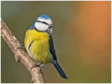 Blåmeis