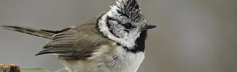 Toppmeis. Svart og hvit kam og svart og hvit hodestegning. Fuglen har mørk gråbrun overside og lysegrå underside.