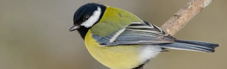 Kjøttmeis. Svart hode med hvite kinn og gult bryst med en bred svart langsgående stripe.