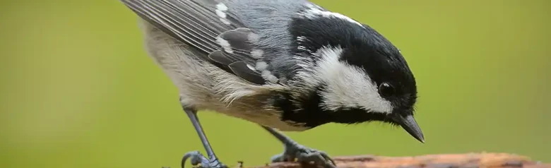 Svartmeis. Sitter på en gren. Liten, fyldig fugl med grå rygg, beige underside og lang hvit nakkeflekk i den svarte hetten.