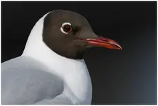 Hettemåke
