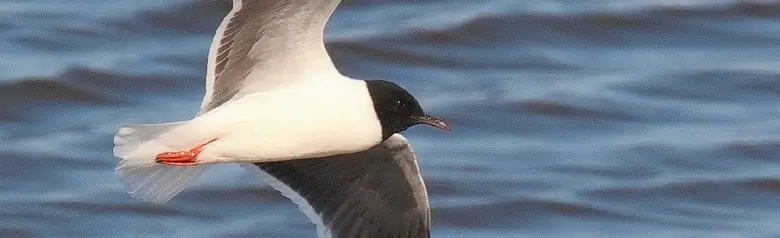Dvergmåke. Verdens minste måke. Hetten når helt ned til halsen. Vingene har en ensfarget, gråsvart underside.